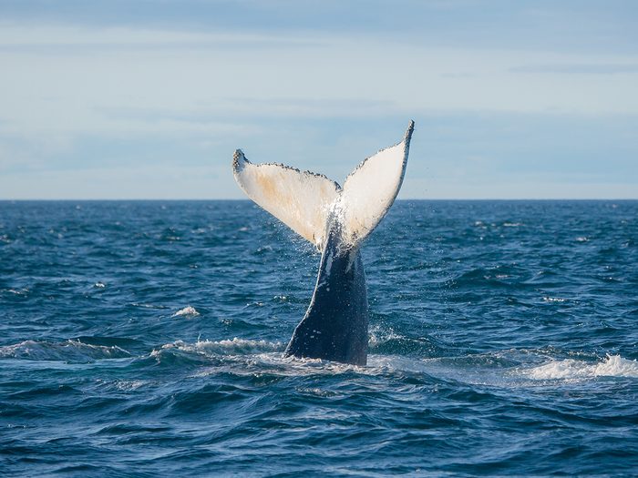 Humpback whale watching in Bay of Fundy