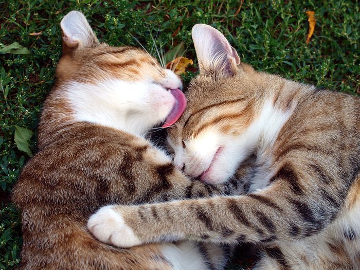 Why do cats lick themselves - two cats licking each other