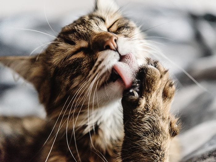 Why do cats lick themselves