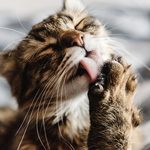 The Real Reason Cats Are Always Licking Themselves