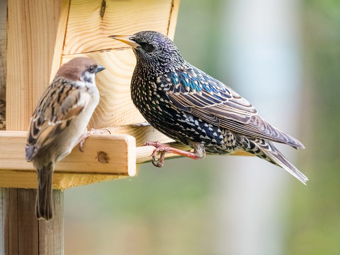 Starling at a birdfeeder argumenting with a sparrow