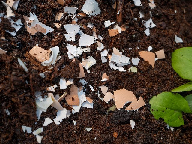 Crushed egg shells in the garden