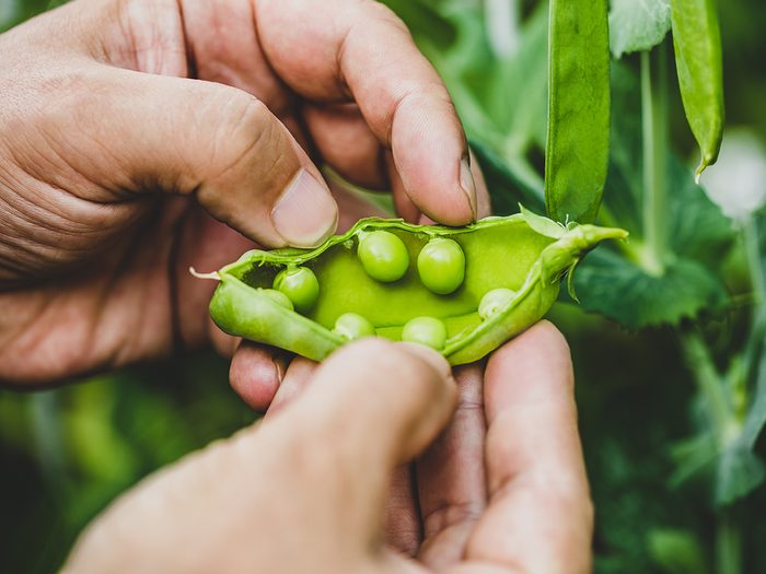 How to grow a vegetable garden - snap peas in pod