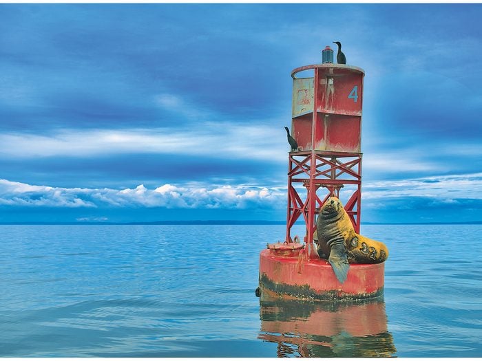 Our Canada Share Your Canada Photo Contest - Sea lion on buoy
