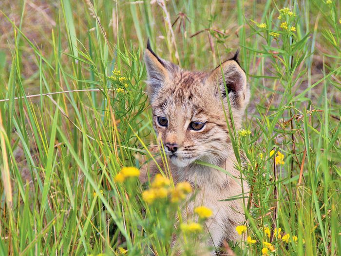 A baby lynx in the grass