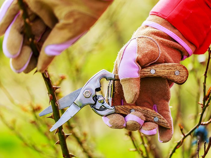 Repetitive stress - pruning in garden