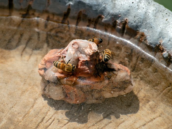 Save the bees - honeybees drinking water