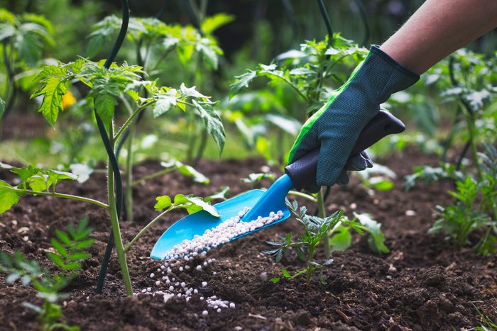 Gardening tips - Hand in glove holding shovel and fertilize seedling in organic garden