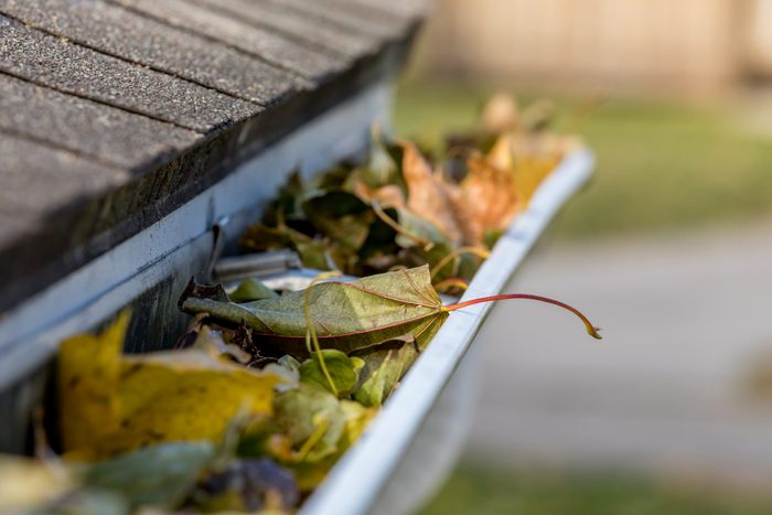 Attracting mosquitoes - Clogged gutter