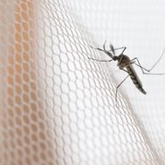 Sneaky Reasons Your Yard is a Mosquito Magnet