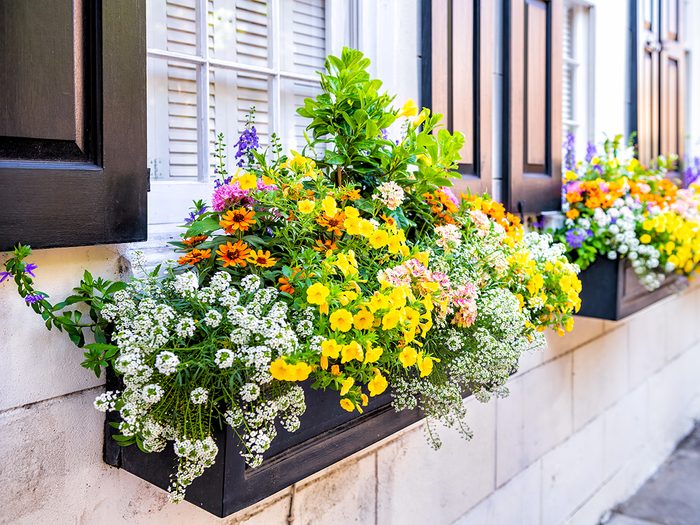 Boost curb appeal with window boxes