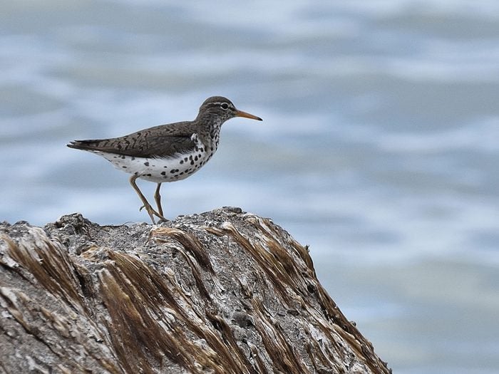 Canadian Birds - Spotted Sandpiper