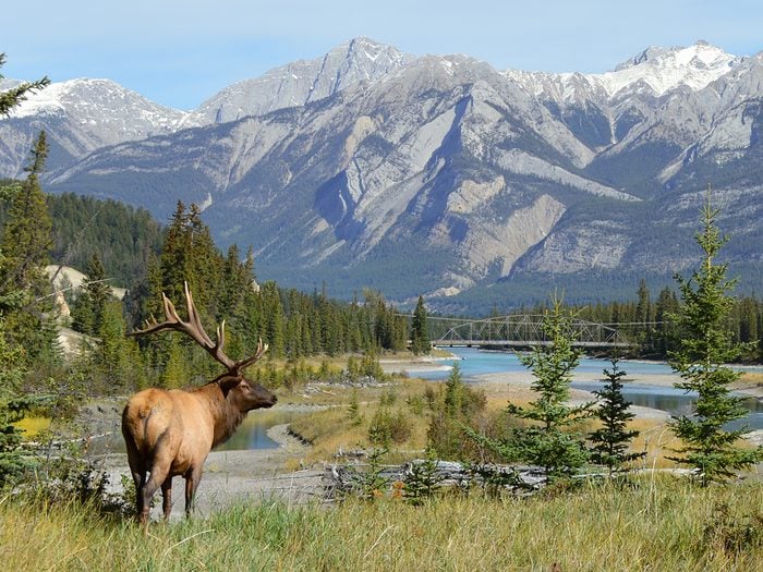 Canadian landmarks - Elk in Jasper National Park