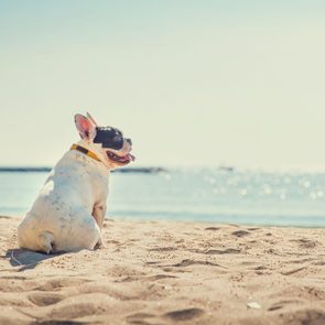 Heat stroke signs in dogs - French bulldog on summer beach