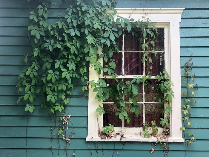 How to cool down a room without AC - vines climbing up side of house