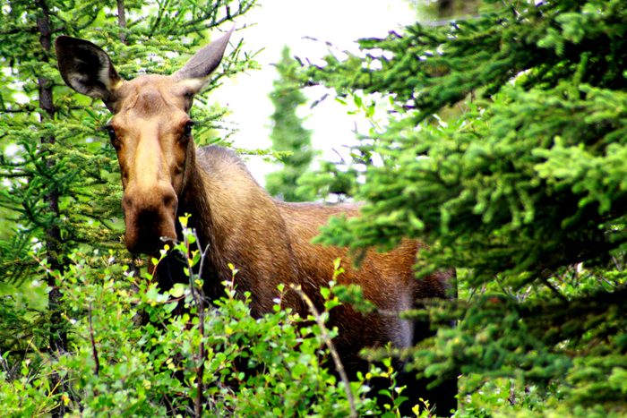 Alaska Adventure - a majestic moose hiding in the trees
