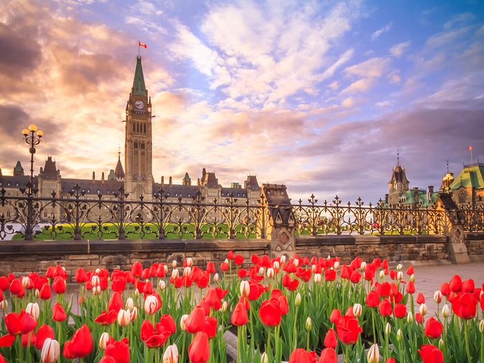 Ottawa Parliament Tulip Festival