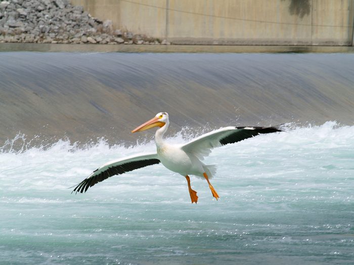 Bird photography - American White Pelican