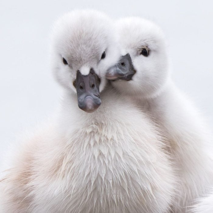 Bird photography - Baby Mute Swans