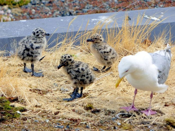 Birds Of Canada - Baby Seagulls