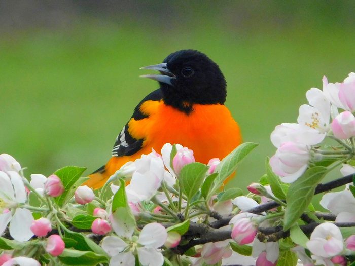 Bird photography - Baltimore Oriole