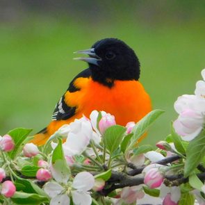 Bird photography - Baltimore Oriole