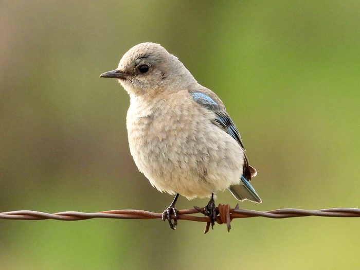 Birds Of Canada - Bluebird