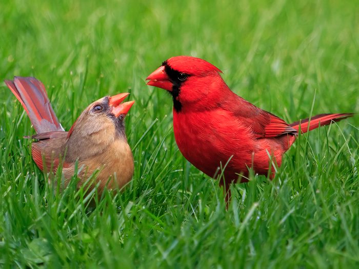 Bird photography - Cardinals courtship feeding