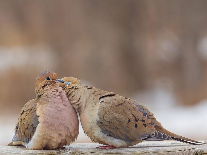Bird photography - Doves