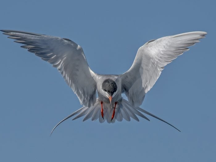 Bird photography - Forsters Tern