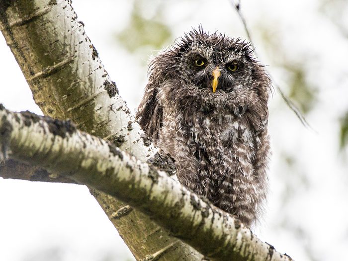 Bird photography - Great Grey Owl Fledgling