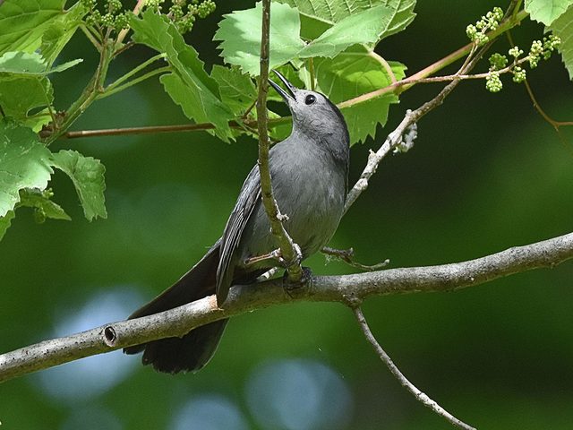 Bird photography - Grey Catbird