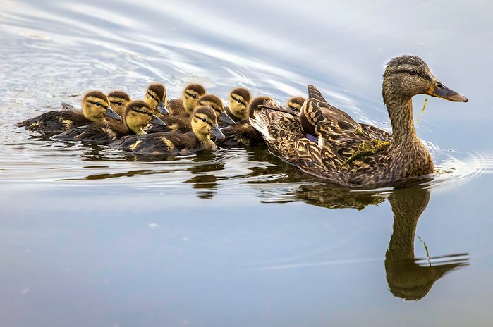 Bird photography - Mallard duck family swimming
