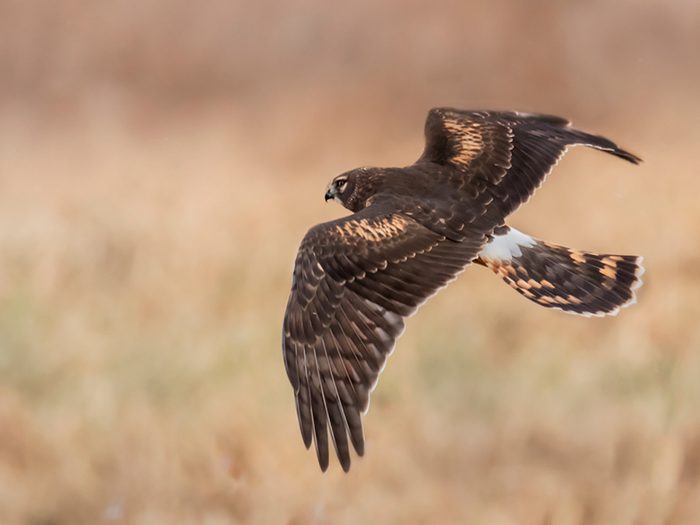 Birds Of Canada - Northern Harrier Hawk