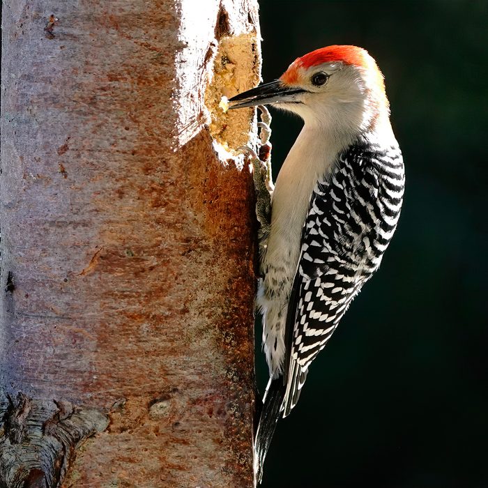 Birds Of Canada - Red-Bellied Woodpecker