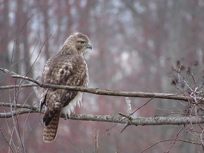 Birds Of Canada - Red-Tailed Hawk