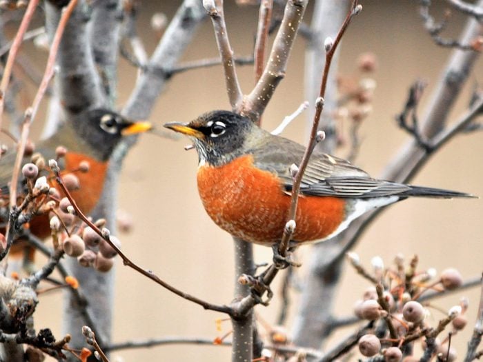 Birds Of Canada - Robins - Ornamental Pear Tree