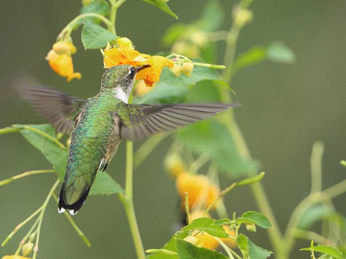 Birds Of Canada - Ruby-Throated Hummingbird