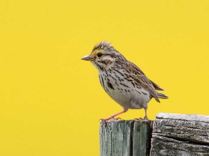 Birds Of Canada - Savannah Sparrow