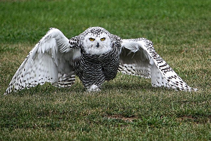 Bird photography - Snowy Owl