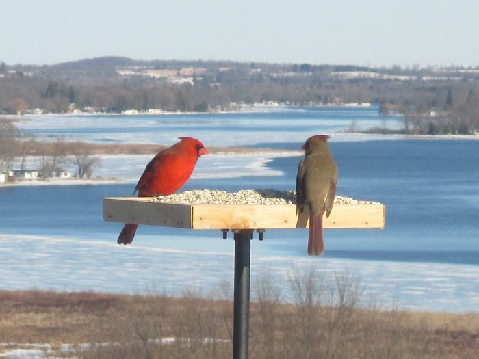 Birds Of Canada - Cardinal