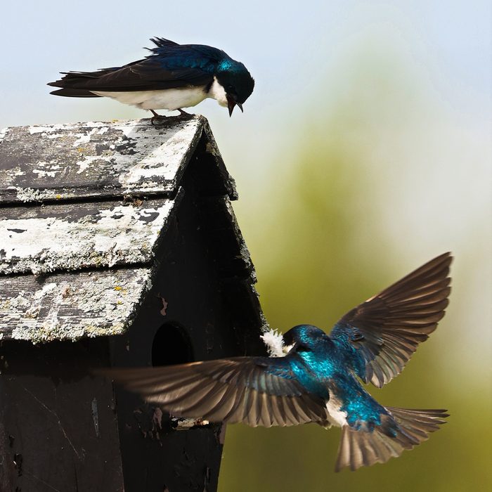 Bird photography - Tree Swallows