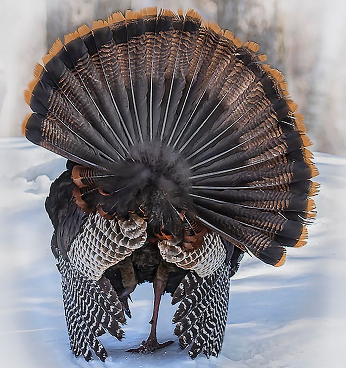 Birds Of Canada - Wild Turkey