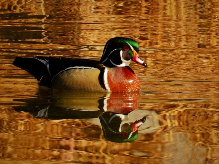 Bird photography - Wood Duck