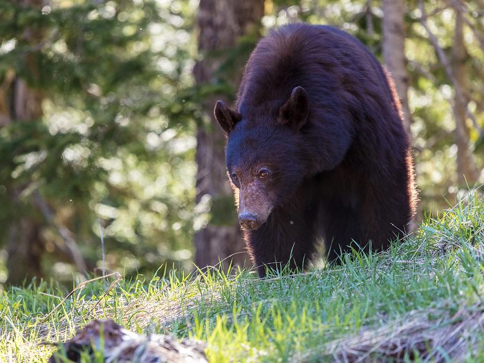Black bear in BC wilderness