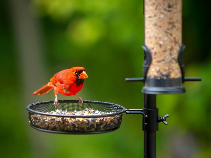 What not to feed wild birds - Cardinal at birdfeeder