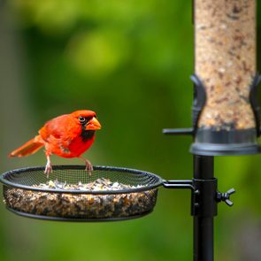 What not to feed wild birds - Cardinal at birdfeeder
