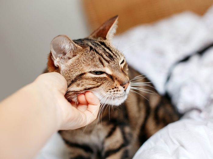 Cat in bed - Person petting stroking tabby cat by hand. Relationship of owner and domestic feline animal pet. Adorable furry kitten friend enjoying caress. Friendship of human and cat.