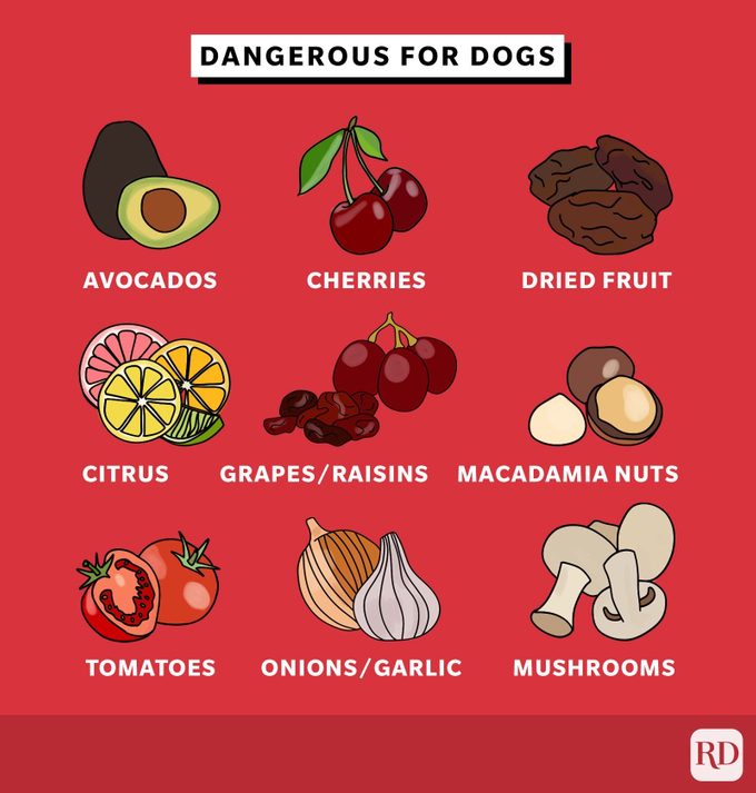 Fruits and vegetables dangerous for dogs to eat