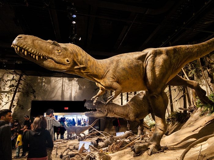 Day trips from Calgary - Royal Tyrell Museum dinosaurs